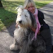 Old english sheepdog Tot 