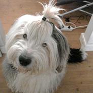 Old english sheepdog Tot 