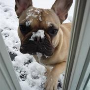 Fransk bulldog Molly