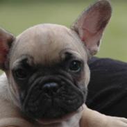 Fransk bulldog Molly