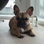 Fransk bulldog Molly