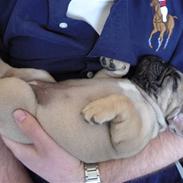 Fransk bulldog Molly