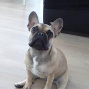 Fransk bulldog Molly
