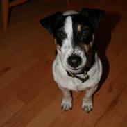 Jack russell terrier Chuck