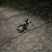 Jack russell terrier Chuck