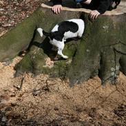 Jack russell terrier Chuck