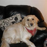 Blanding af racer Tøsen