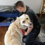 Blanding af racer Tøsen