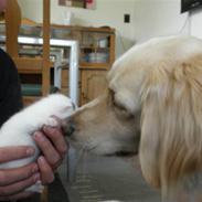 Blanding af racer Tøsen