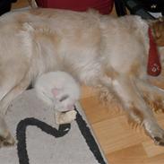 Blanding af racer Tøsen