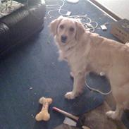 Blanding af racer Tøsen