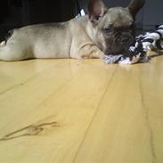 Fransk bulldog Leopold