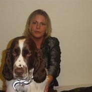 Engelsk springer spaniel Andy