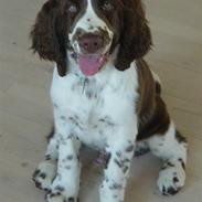 Engelsk springer spaniel Andy