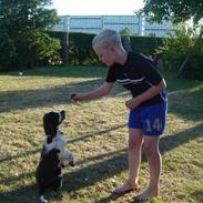 Engelsk springer spaniel Andy