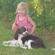 Engelsk springer spaniel Andy