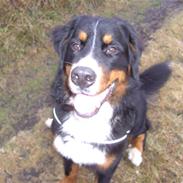 Berner sennenhund Samson