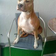 Amerikansk staffordshire terrier Freja