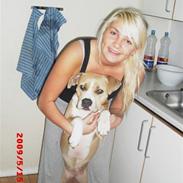 Amerikansk staffordshire terrier Freja