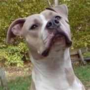 Amerikansk staffordshire terrier Freja