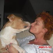 Amerikansk staffordshire terrier Freja