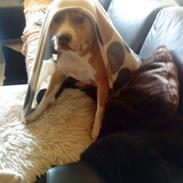 Amerikansk staffordshire terrier Freja