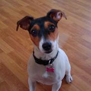 Blanding af racer Maya 2009 - Solgt.   