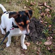 Blanding af racer Maya 2009 - Solgt.   