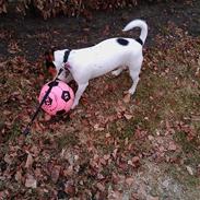 Blanding af racer Maya 2009 - Solgt.   