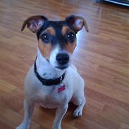 Blanding af racer Maya 2009 - Solgt.   