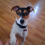 Blanding af racer Maya 2009 - Solgt.   