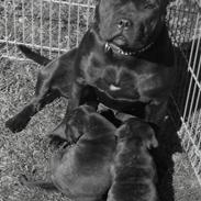 Staffordshire bull terrier Mokka