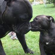 Staffordshire bull terrier Mokka