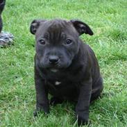 Staffordshire bull terrier Mokka