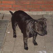 Staffordshire bull terrier Mokka