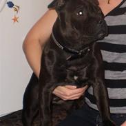 Staffordshire bull terrier Mokka