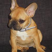 Fransk bulldog Bella