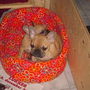 Fransk bulldog Bella