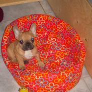 Fransk bulldog Bella