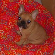 Fransk bulldog Bella