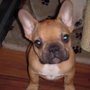 Fransk bulldog Bella