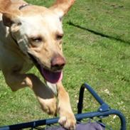 Labrador retriever Nanna