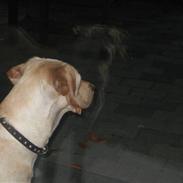 Labrador retriever Nanna