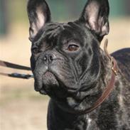 Fransk bulldog Batman