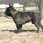 Fransk bulldog Batman