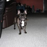Fransk bulldog Kejser