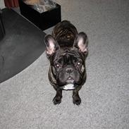 Fransk bulldog Kejser