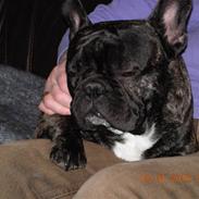 Fransk bulldog Kejser