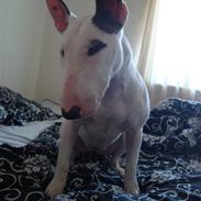 Bullterrier Diva