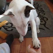 Bullterrier Diva